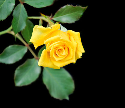 Yellow rose on black background