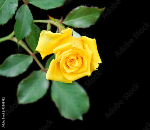 "Yellow rose on black background" Stock photo and royalty-free images