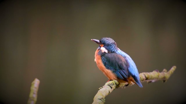 Common Kingfisher (Alcedo atthis), also known as the Eurasian Kingfisher or River Kingfisher sitting on a branch and cleaning its feathers.