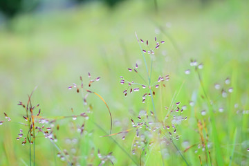 drops of dew on the green grass
