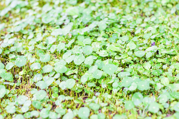  leaves Centella asiatica