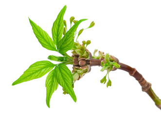 Maple twig with buds