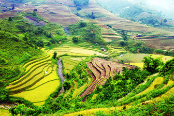 Fototapeta na wymiar Gold terraced rice fields in Mu Cang Chai, Vietnam