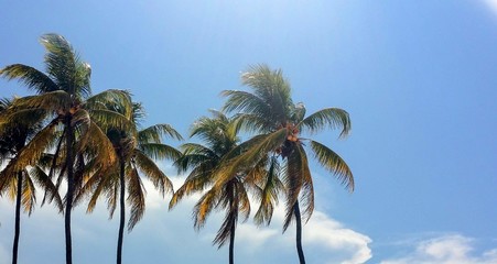 Palm coconut trees blown by wind on blue sky background