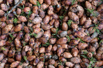 Tamarack Larch (Larix laricina) Cone Closeup Detail
