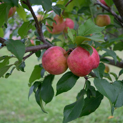 Organically Grown Chestnut Crabapples (Malus 'chestnut')