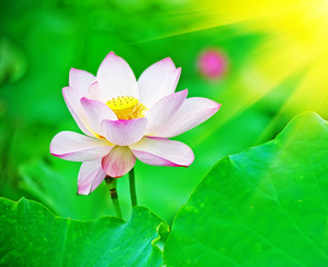 lotus flower blossom
