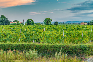 green vineyards