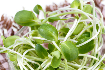 green young sunflower sprouts  on white background
