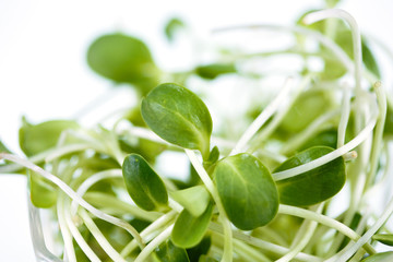 green young sunflower sprouts  on white background