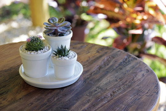 Cactus vase on rustic wood table