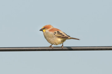 Birds name Plain-backed Sparrow
