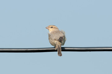 Birds name Plain-backed Sparrow