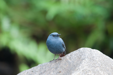 The plumbeous water redstart (Rhyacornis fuliginosa) is a species of bird in the family Muscicapidae. It is found in South Asia, Southeast Asia and China.