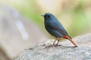 The plumbeous water redstart (Rhyacornis fuliginosa) is a species of bird in the family Muscicapidae. It is found in South Asia, Southeast Asia and China.