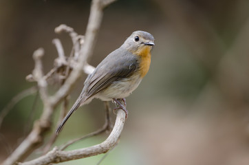 Birds name Tickell's Blue Flycatcher.