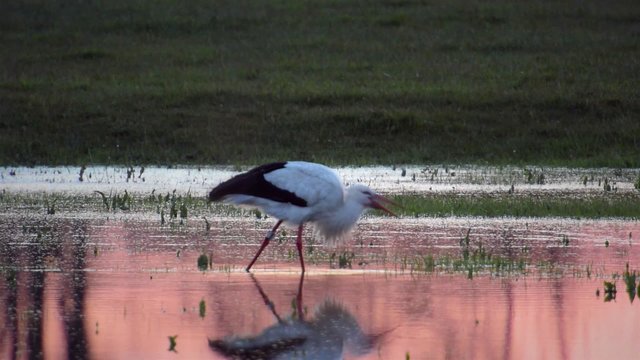 European white stork (Ciconia ciconia) feeding at the edge of a pond with pink sunlight reflected in the water. 