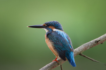 Bird Name Common Kingfisher