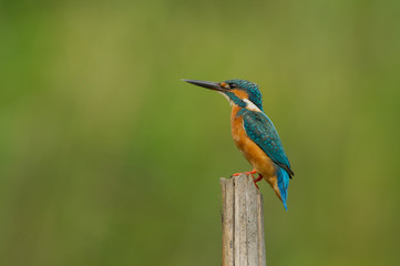Bird Name Common Kingfisher