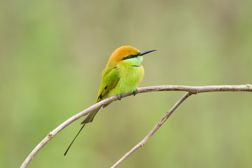 Birds Name: Green bee-eater
