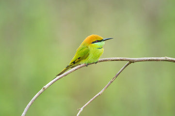 Birds Name: Green bee-eater
