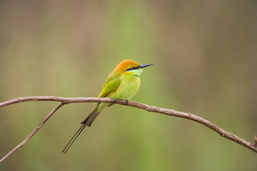 Birds Name: Green bee-eater
