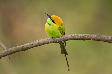 Birds Name: Green bee-eater
