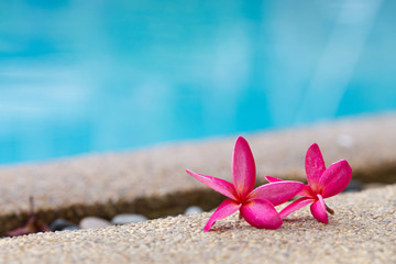 Fototapeta premium Frangipani flower on the poolside