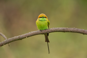 Birds Name: Green bee-eater
