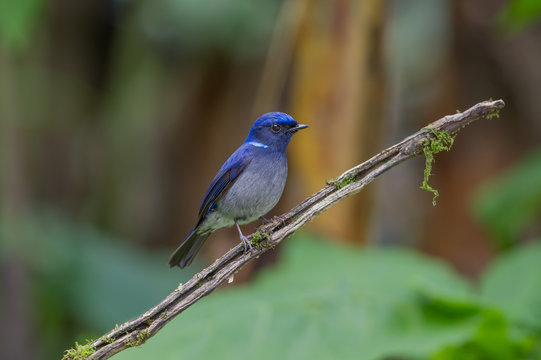 The small niltava is a species of bird in the Muscicapidae family. It is found in Bangladesh, Bhutan, India, Laos, Myanmar, Nepal, Thailand, Tibet and Vietnam.