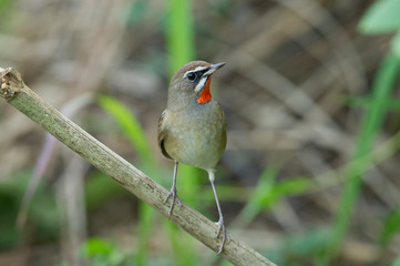 The Siberian rubythroat (Luscinia calliope) is a small passerine bird that was formerly classed as a member of the thrush family Turdidae, 
