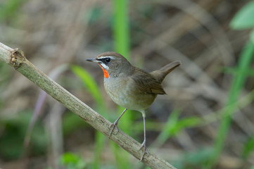 The Siberian rubythroat (Luscinia calliope) is a small passerine bird that was formerly classed as a member of the thrush family Turdidae, 
