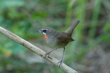 The Siberian rubythroat (Luscinia calliope) is a small passerine bird that was formerly classed as a member of the thrush family Turdidae, 
