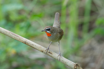 The Siberian rubythroat (Luscinia calliope) is a small passerine bird that was formerly classed as a member of the thrush family Turdidae, 

