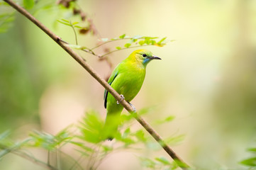 Obraz premium Bird Name Blue winged Leaf bird