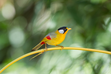 The silver-eared mesia (Leiothrix argentauris) is a species of bird from South East Asia.