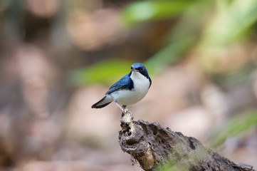 Birds Name:Siberian blue robin. This bird is a migratory insectivorous species breeding in eastern Asia across to Japan. It winters in southeast Asia and Thailand. 