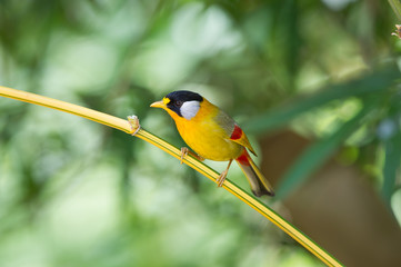 The silver-eared mesia (Leiothrix argentauris) is a species of bird from South East Asia.