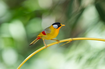 The silver-eared mesia (Leiothrix argentauris) is a species of bird from South East Asia.