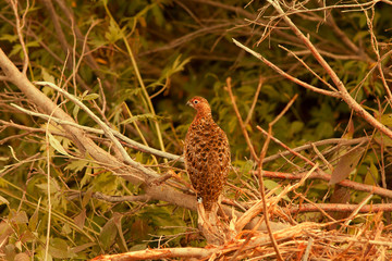 Ptarmigan