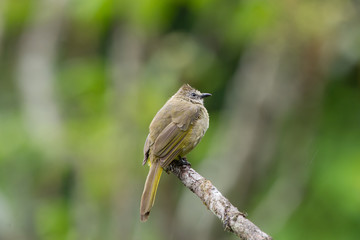 The flavescent bulbul (Pycnonotus flavescens) is a species of songbird in the Pycnonotidae family. Its name comes from flavescent, a yellowish color.
