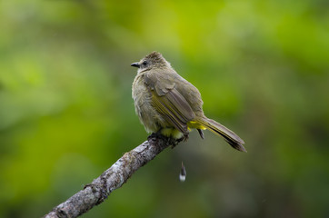 The flavescent bulbul (Pycnonotus flavescens) is a species of songbird in the Pycnonotidae family. Its name comes from flavescent, a yellowish color.
