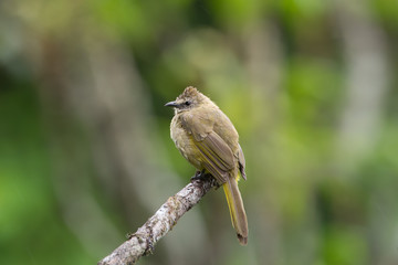 The flavescent bulbul (Pycnonotus flavescens) is a species of songbird in the Pycnonotidae family. Its name comes from flavescent, a yellowish color.
