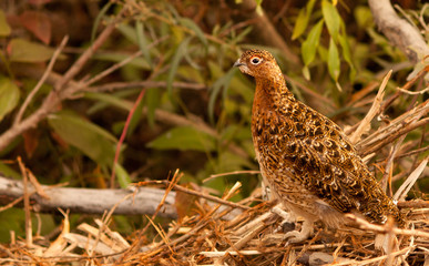 Ptarmigan