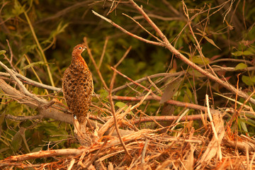 Ptarmigan