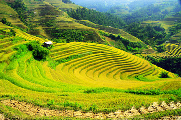 Rice fields on terraced of Mu Cang Chai, YenBai, Vietnam. Rice fields prepare the harvest at Northwest Vietnam.Vietnam landscapes.