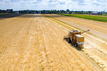 Obraz premium Combine working on the wheat field