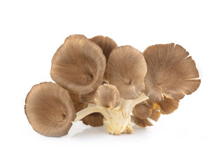 oyster mushroom on white background