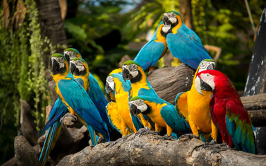 The macaws