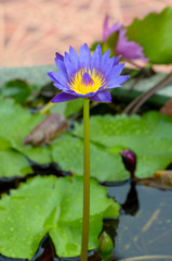 A water flower also called a lotus - in a pond surrounded by flo